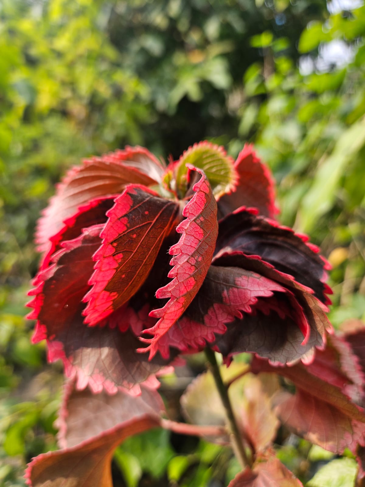 Foliage plants